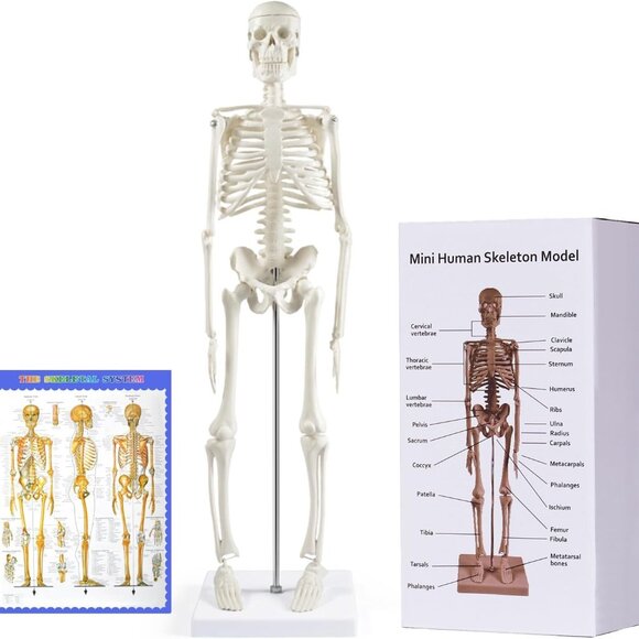 Human Skeleton Model for Anatomy: 17” Human Skeleton Model with Movable Arms and - Picture 1 of 6